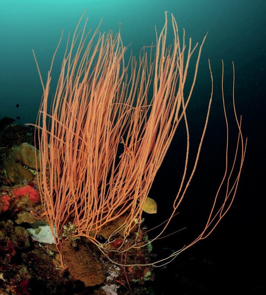 Colorful sea whip coral at Minor Reef, Tufi, Papua New Guinea