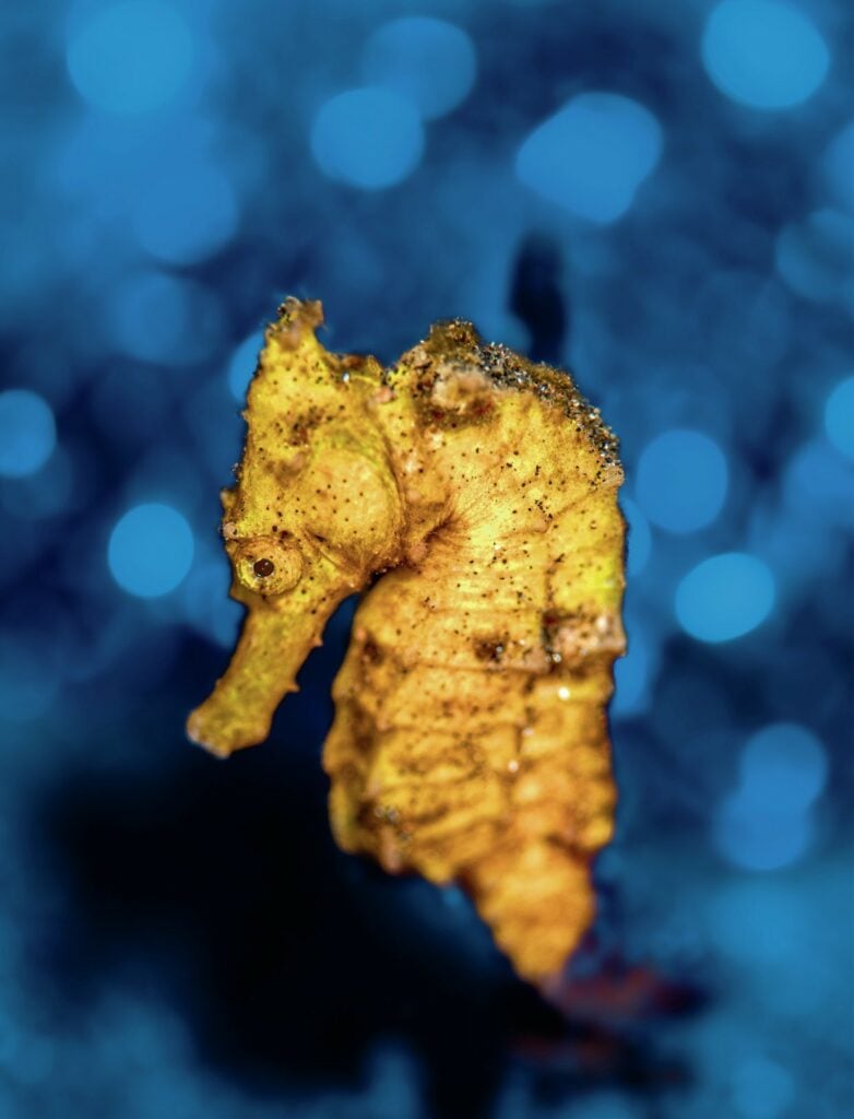 Seahorse

