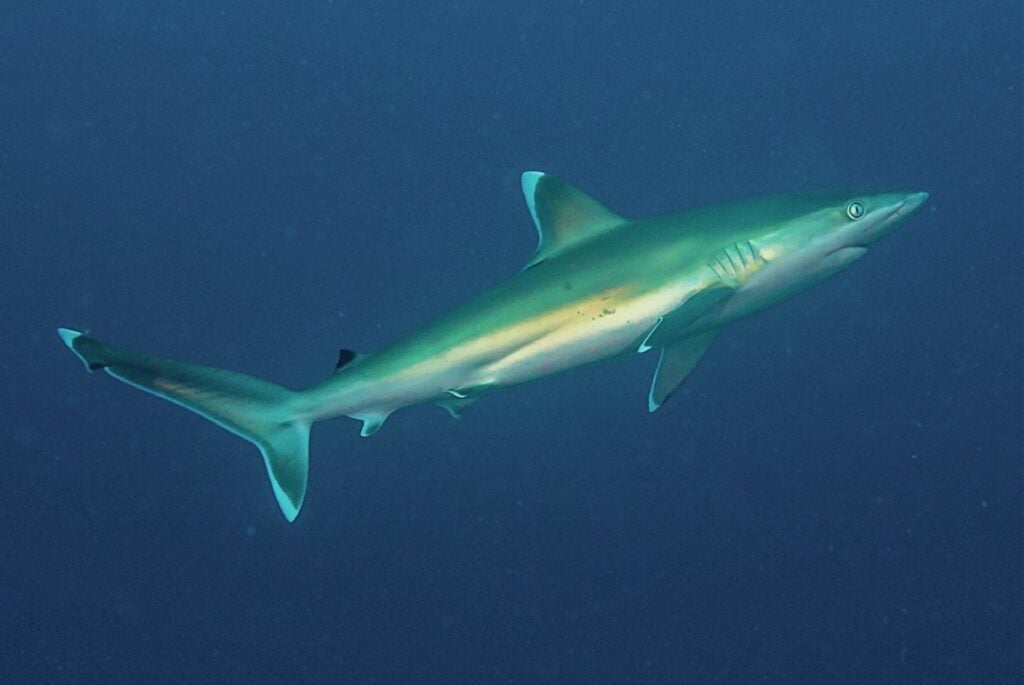 Sharks await the hatchlings