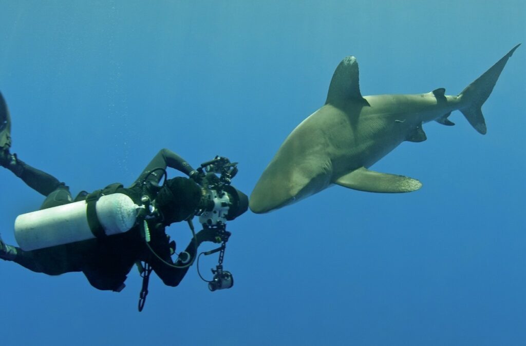 Malcolm Nobbs: Diving Adventures and Underwater Photography Expert 4 Malcolm Nobbs photographing an oceanic whitetip shark