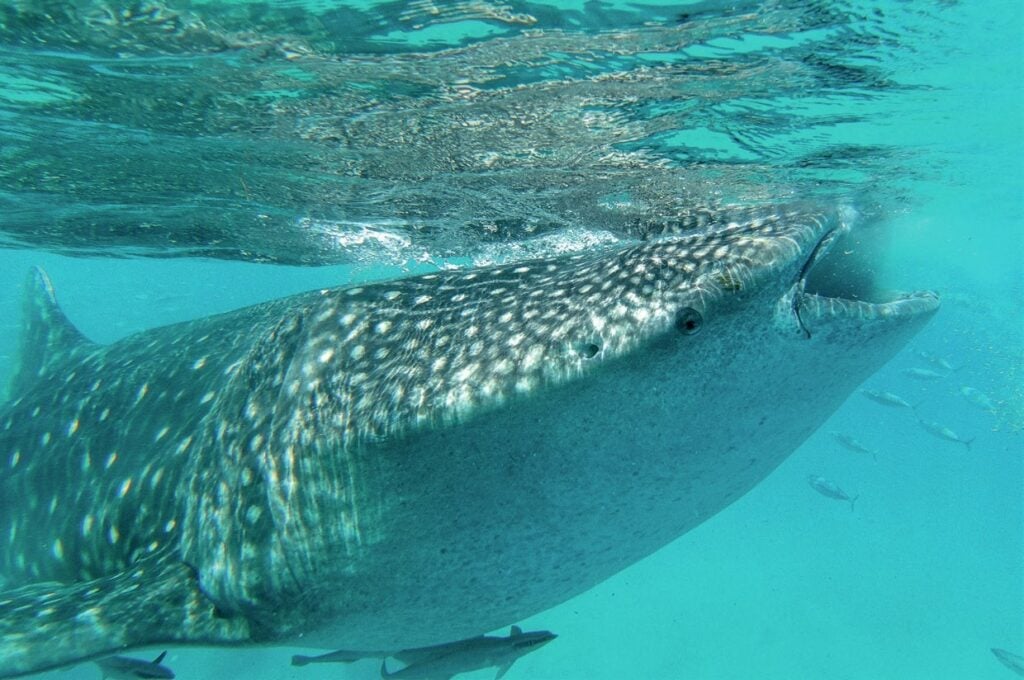 Snorkelling with whalesharks
