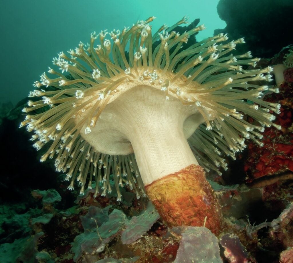 Vibrant sponge growing in Tufi fjord, Papua New Guinea
