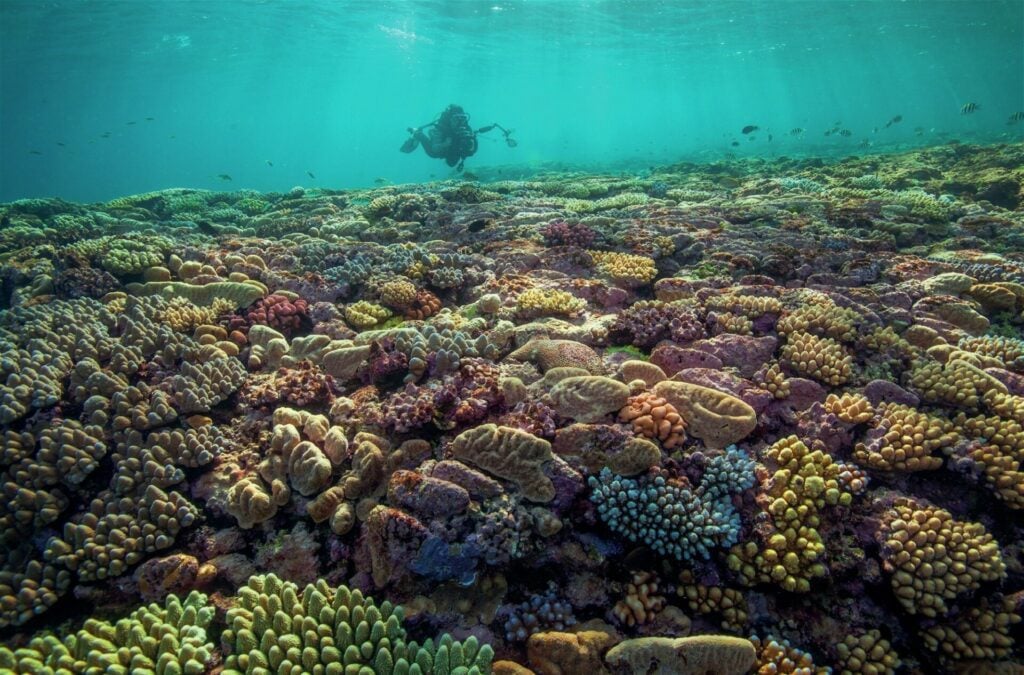 Swathes of hard corals await