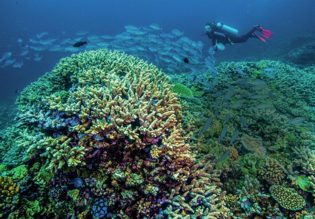 The pristine reef is home to many fish species