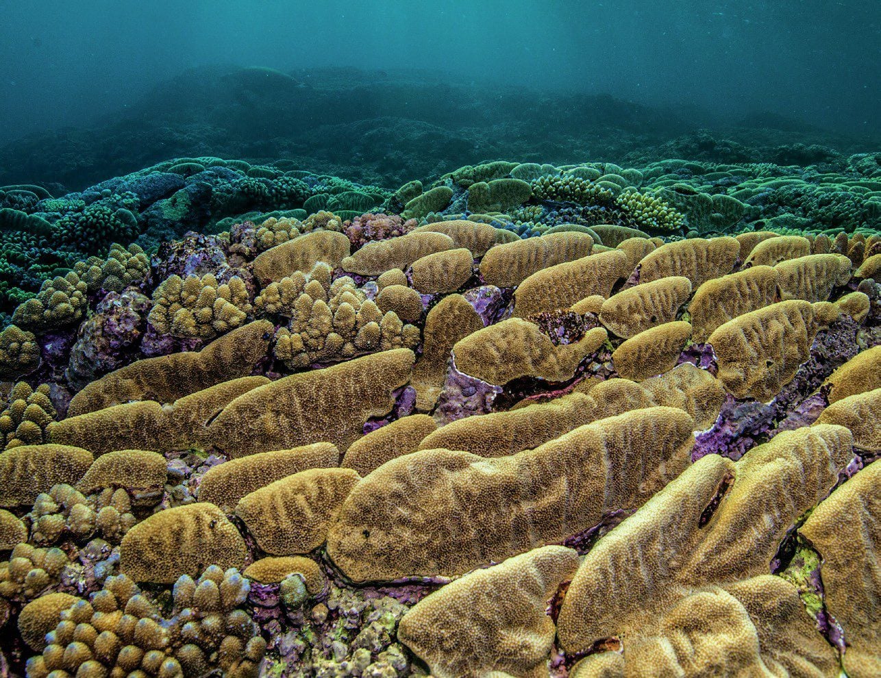 The reefs seem to go on forever
