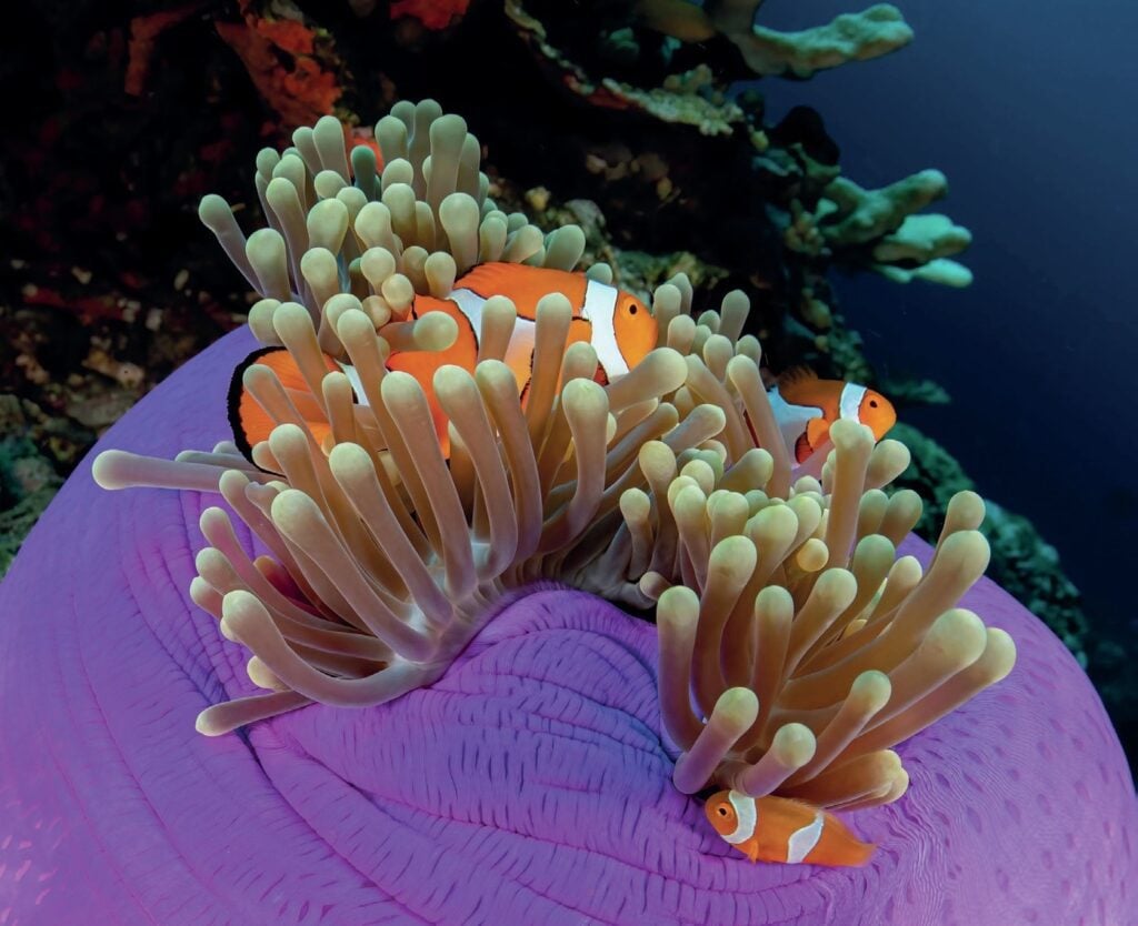 Anemonefish swimming among sea anemones at Tufi, Papua New Guinea