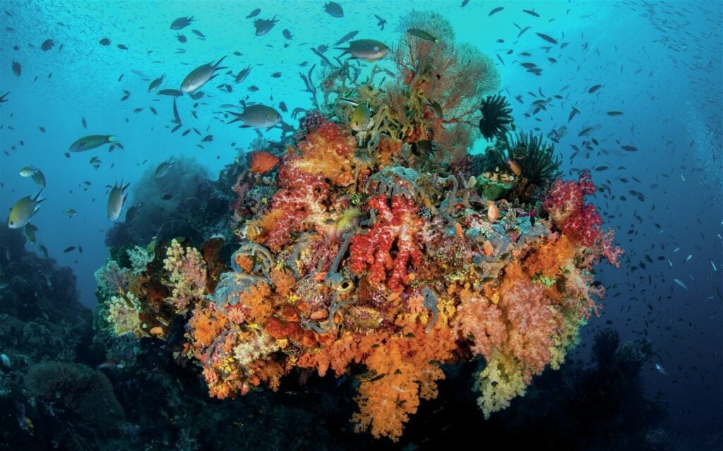 Vibrant reefs teeming with life
