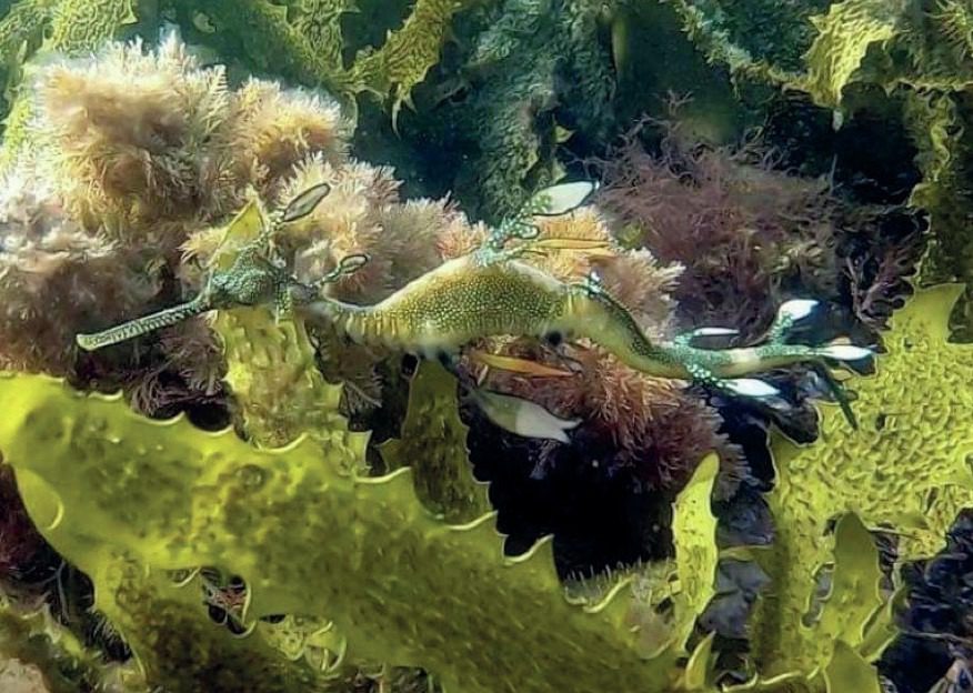 Diving Western Australia: Ningaloo to Albany — Reefs, Wrecks & Wildlife 21 Weedy seadragon