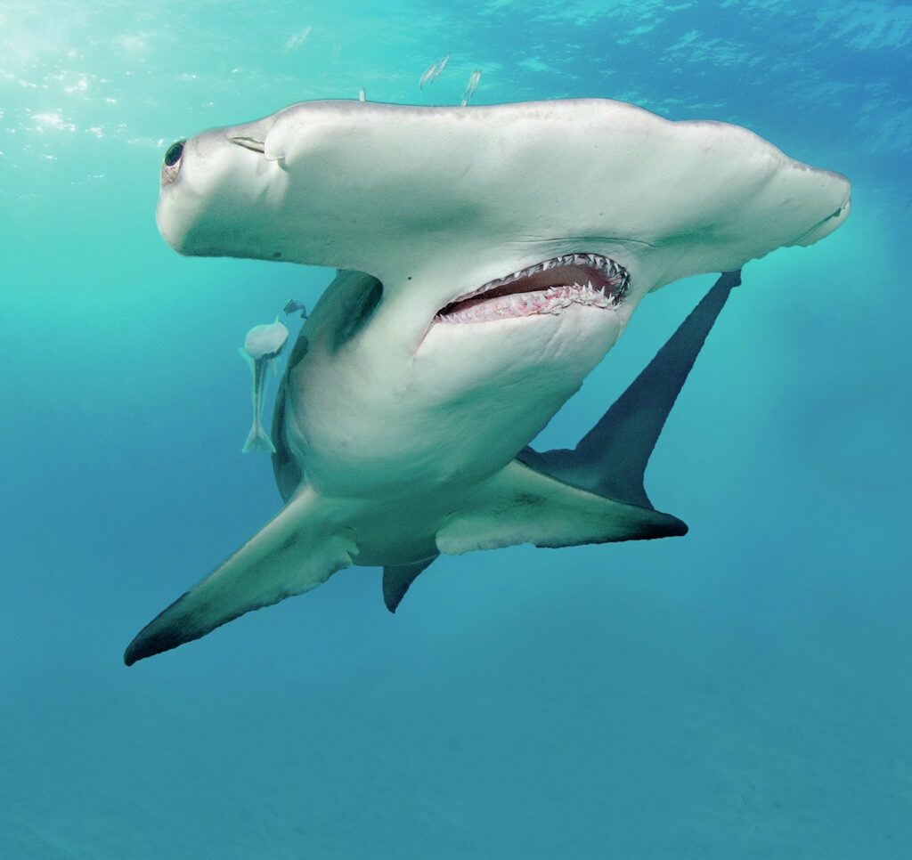 Malcolm Nobbs: Diving Adventures and Underwater Photography Expert 2 Malcolm Nobbs capturing a close-up photograph of a hammerhead shark