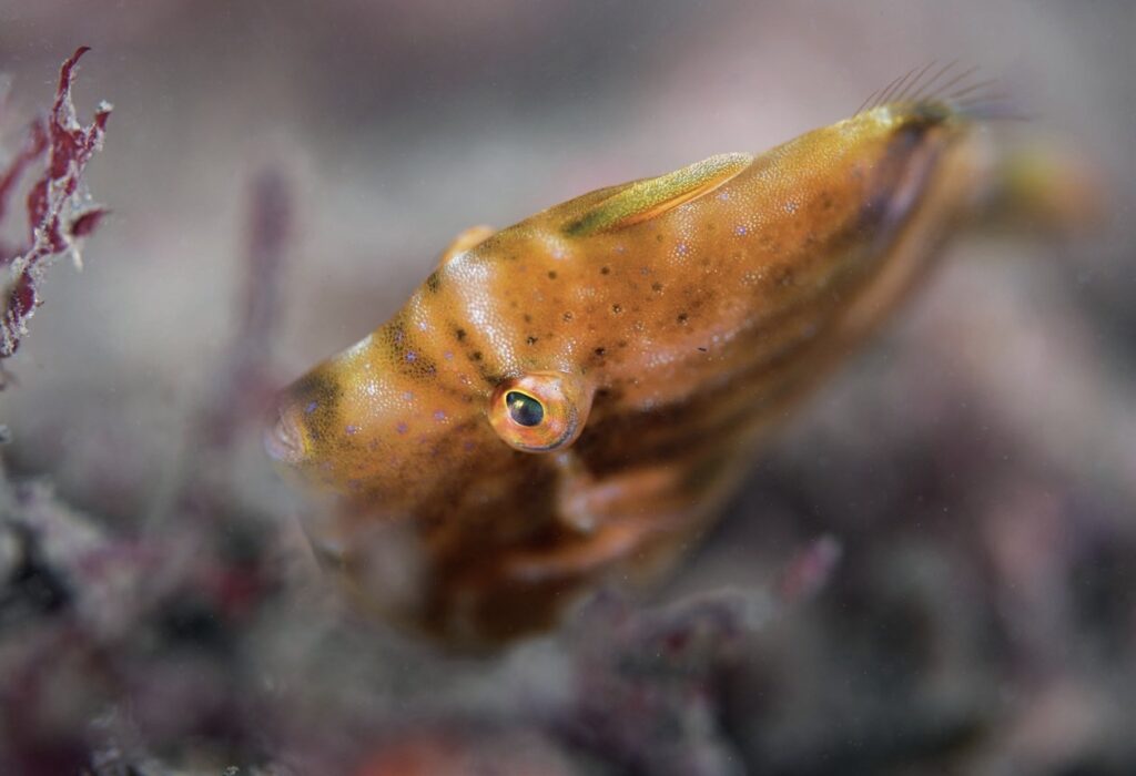 DSLR vs Mirrorless for Underwater Photography: Nikon Z9 Review 2 89% success in eye-tracking performance, despite the open F4 aperture