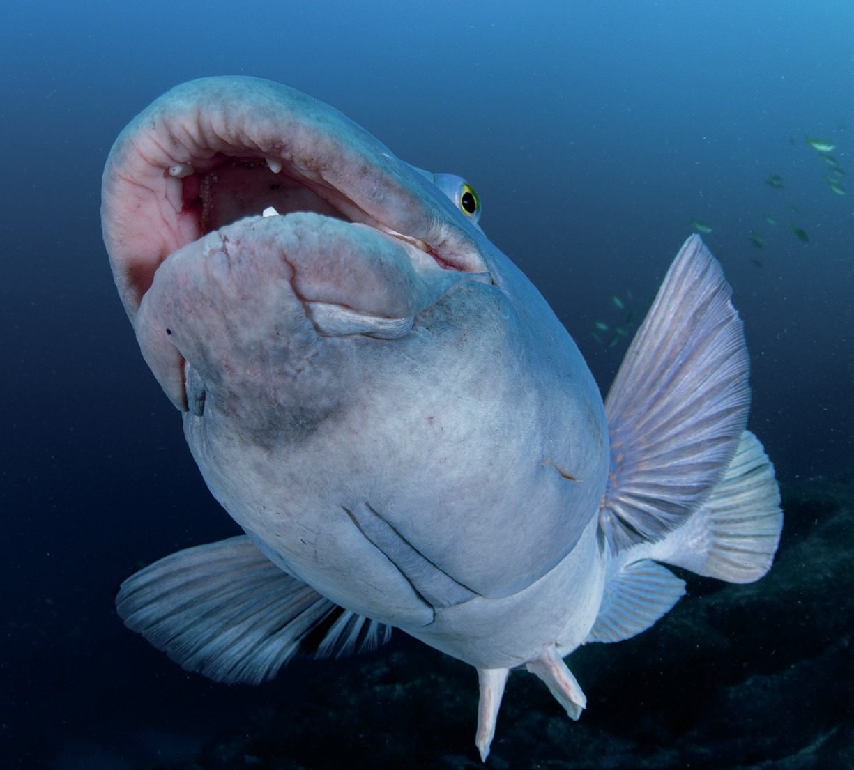 DSLR vs Mirrorless for Underwater Photography: Nikon Z9 Review 3 A blue groper comes for a dental check!