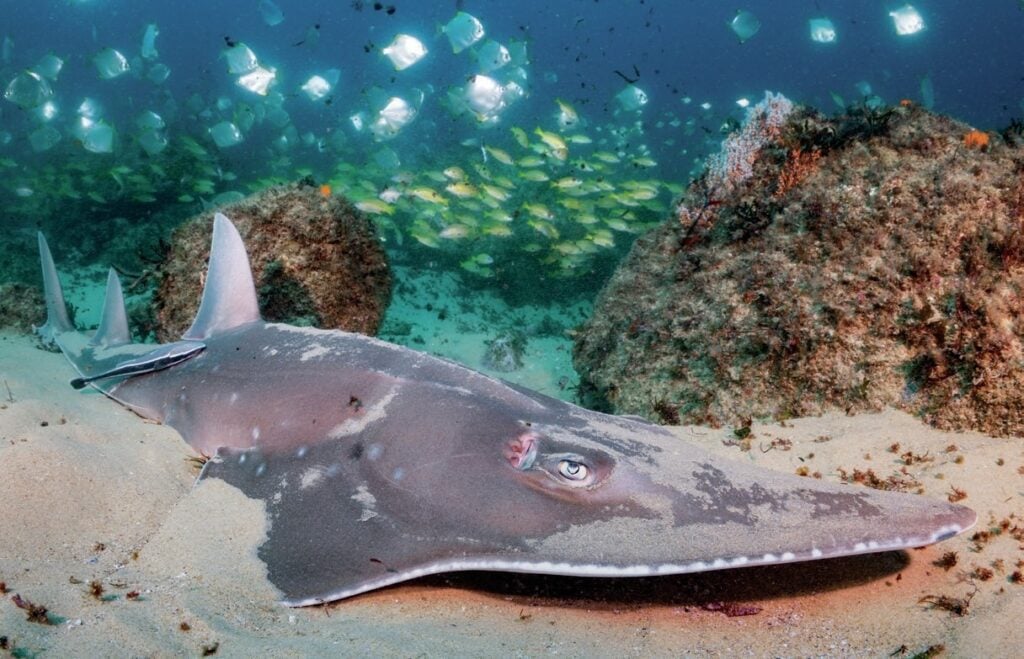 A two-metre-long guitarfish at Green Island