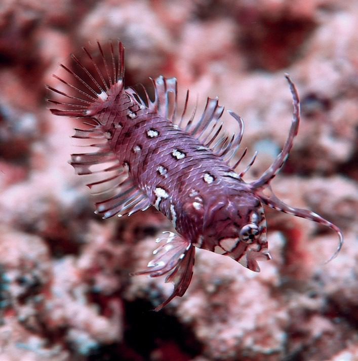 Blink And You Will Miss It: Ultimate Great Barrier Reef Macro Photography Guide 6 Close-up of a tiny reef fish showcasing intricate details – Great Barrier Reef macro photography