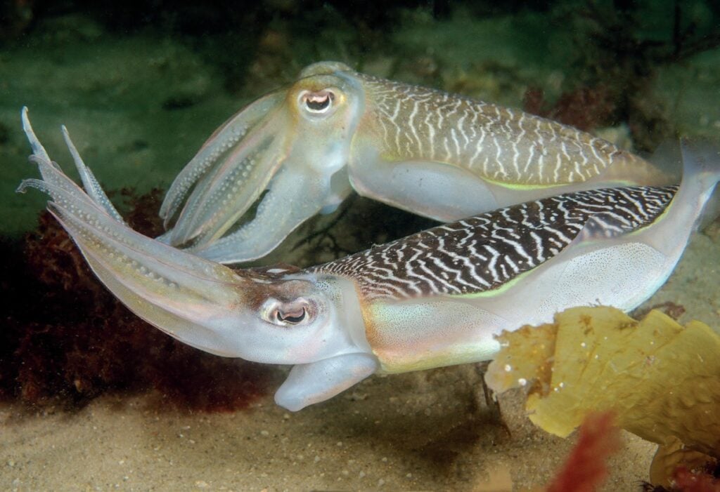 Cuttlefish

