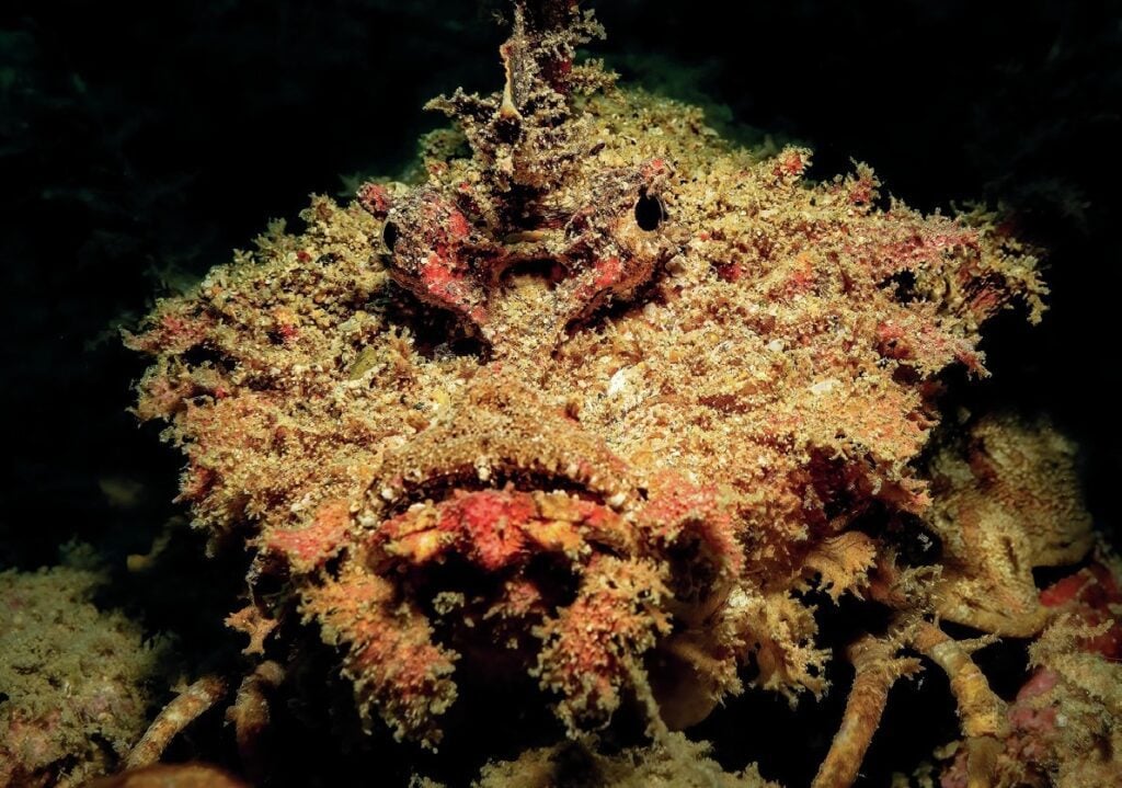 Devil Scorpionfish

