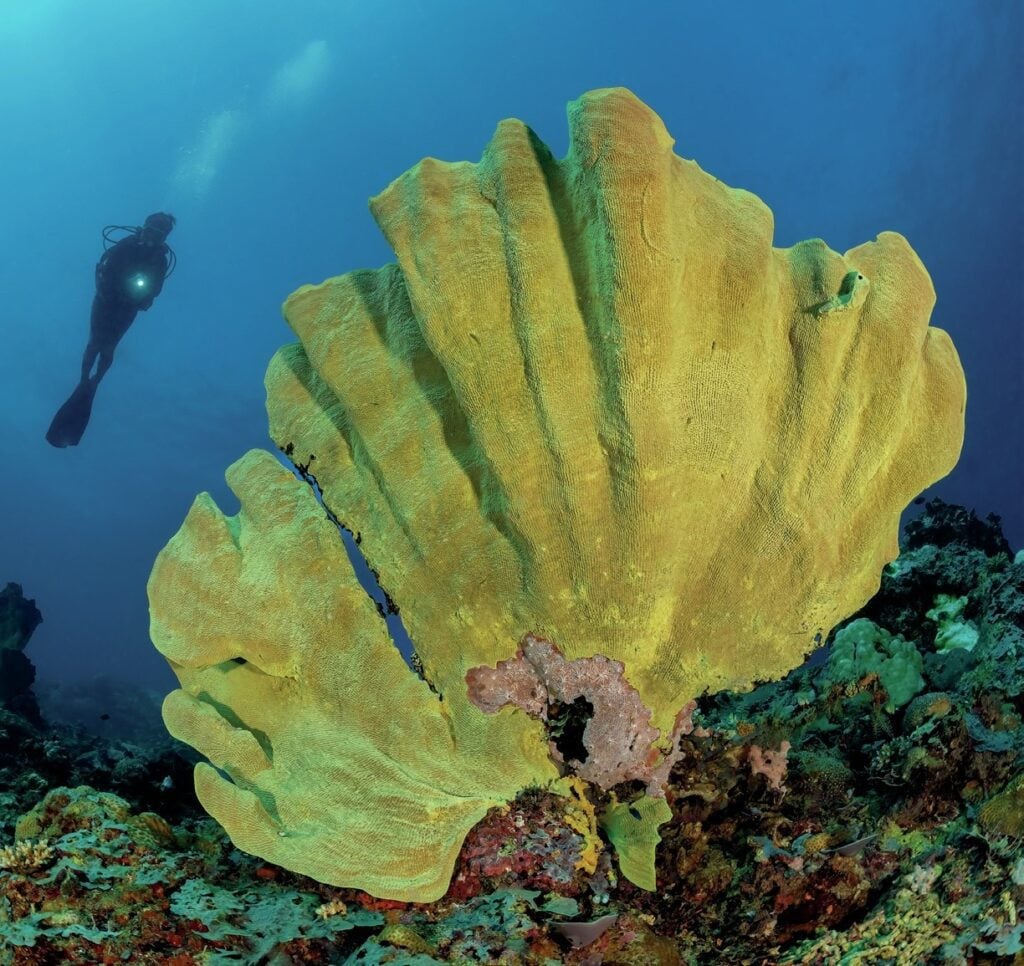 Elephant Ear Sponge at Wahoo Point
