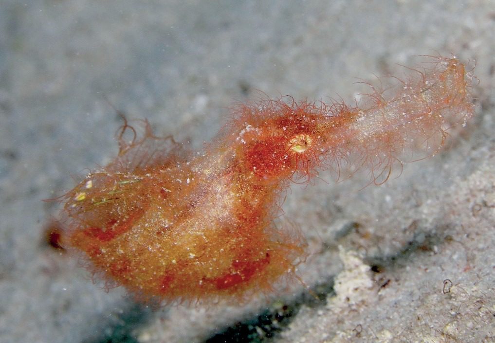 Blink And You Will Miss It: Ultimate Great Barrier Reef Macro Photography Guide 1 a tiny reef creature closely before photographing, highlighting the importance of patience in macro photography