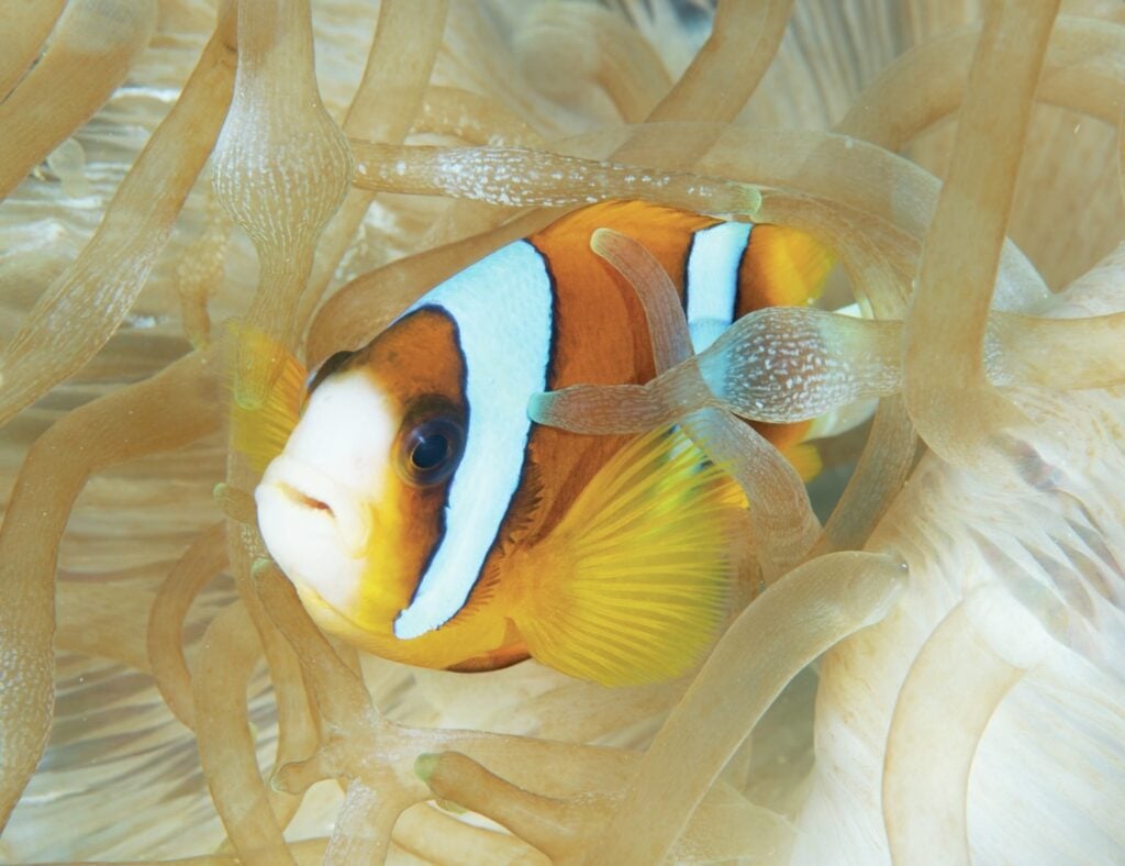 Fish