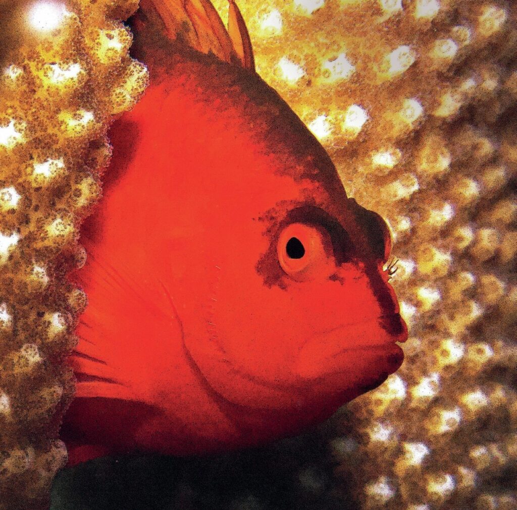 Blink And You Will Miss It: Ultimate Great Barrier Reef Macro Photography Guide 7 Flame hawkfish perched on coral – Great Barrier Reef macro photography