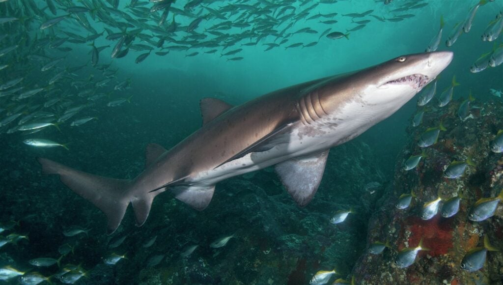 Grey nurse shark
