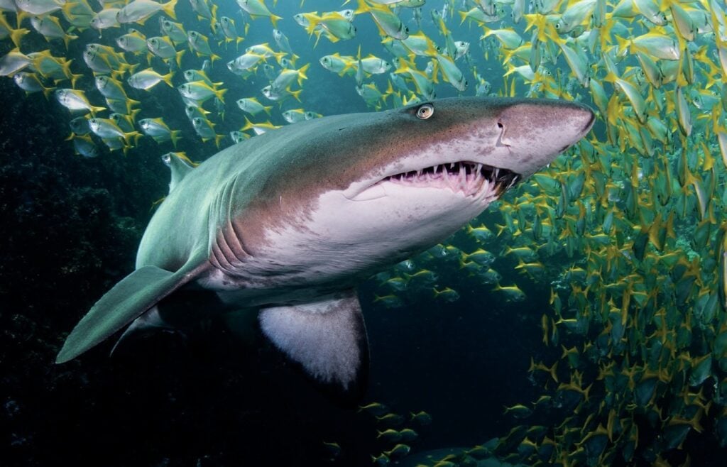 Diving at South West Rocks with Nurse Sharks