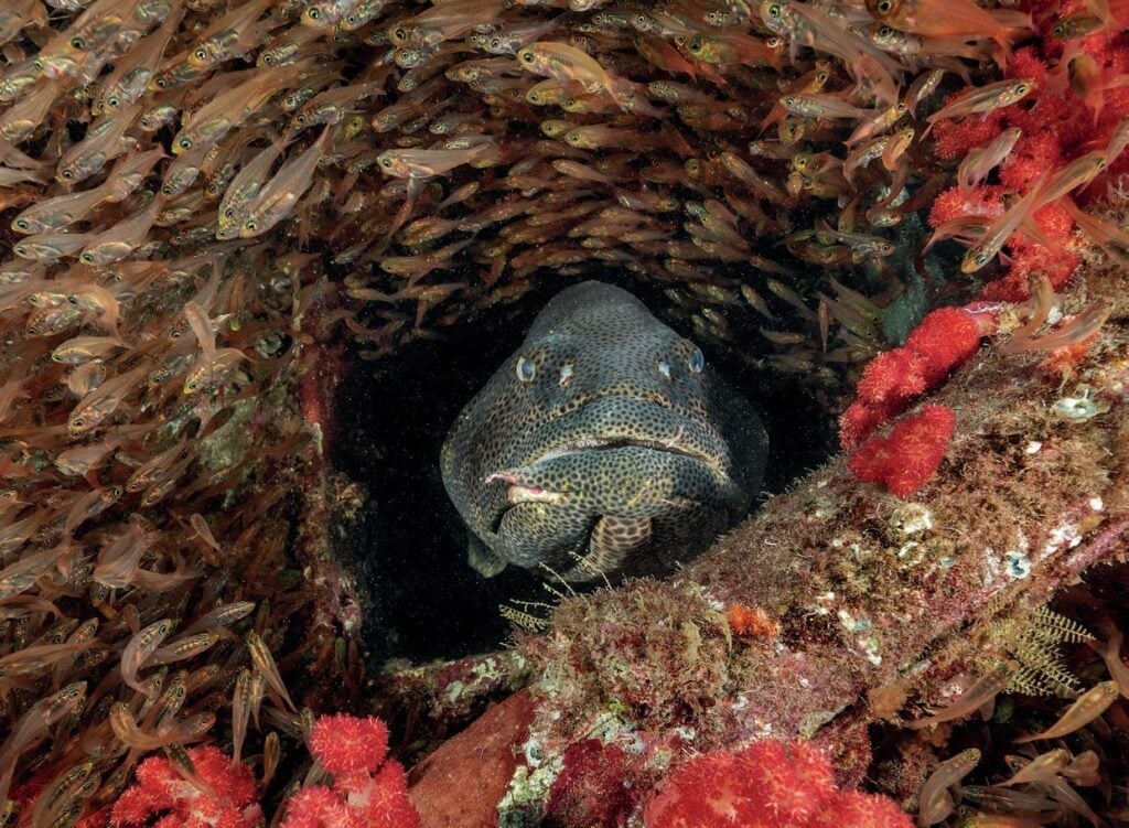 Large grouper surrounded by schooling glassfish on Lady Elliot Island reef
