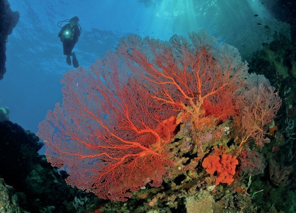 Huge Sea Fan at Deacon’s Reef in Milne Bay