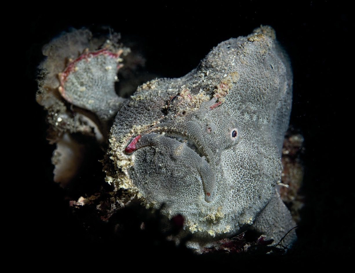 DSLR vs Mirrorless for Underwater Photography: Nikon Z9 Review 7 Impressively, the Z9’s animal detection feature made sense of the anglerfish and automatically focused on the eye