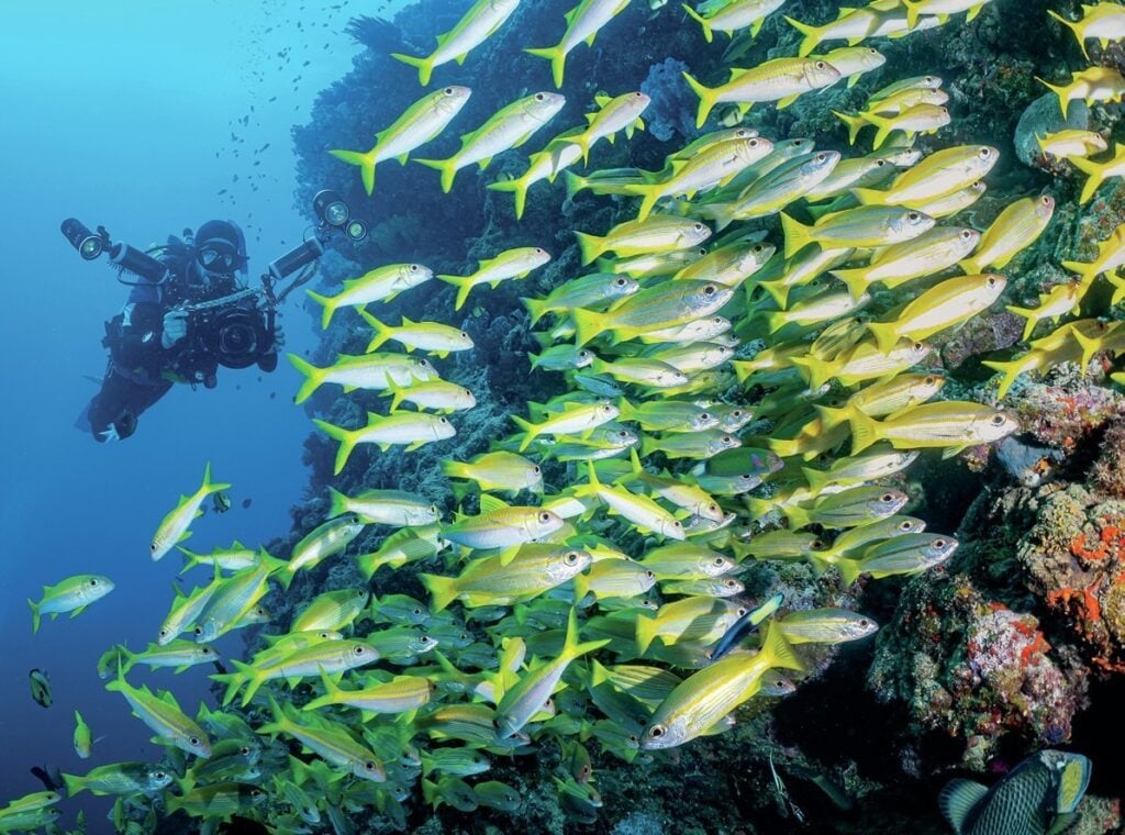 Large school of yellow snapper
