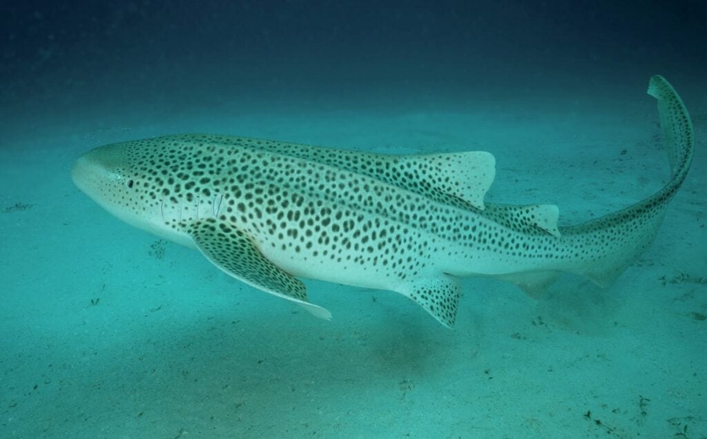 Leopard shark cruising among reef corals at Lady Elliot Island