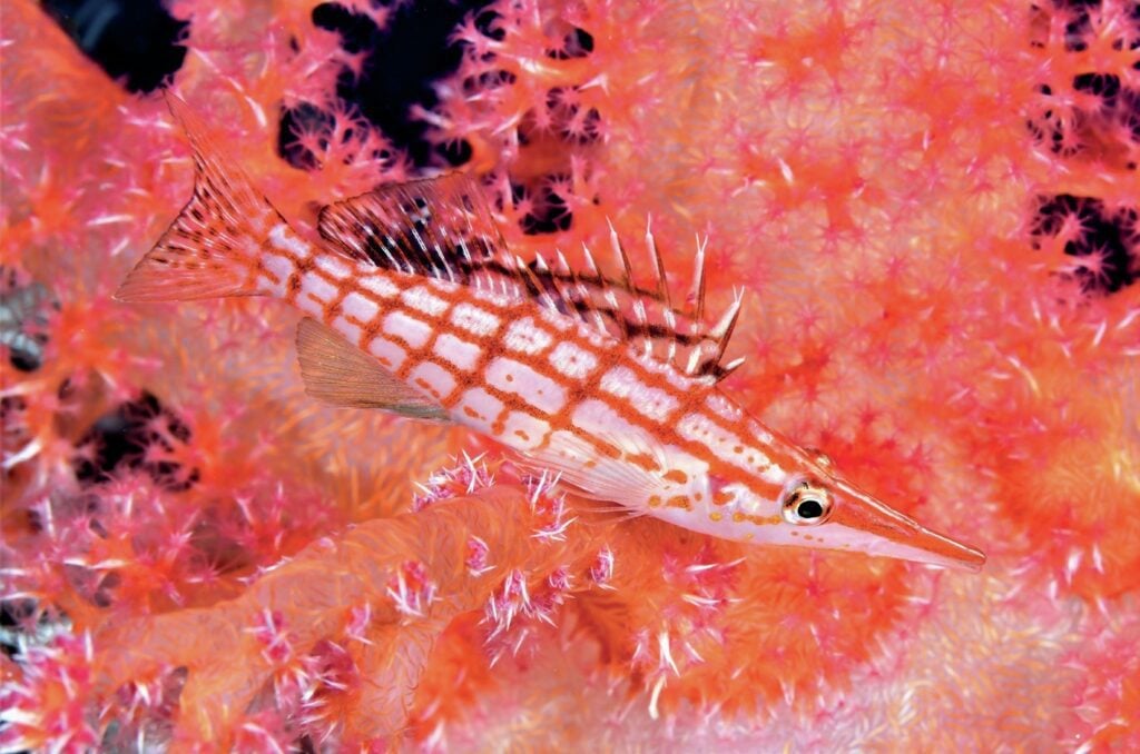 Longnose hawkfish