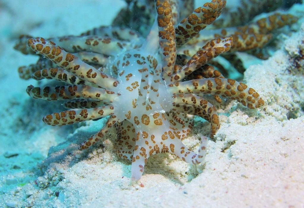 Blink And You Will Miss It: Ultimate Great Barrier Reef Macro Photography Guide 4 Photographing tiny marine creatures up close, demonstrating the art of macro underwater photography