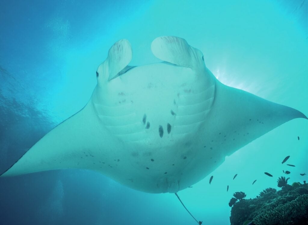 Magical manta ray gliding over coral bommies at Lady Elliot Island Great Barrier Reef