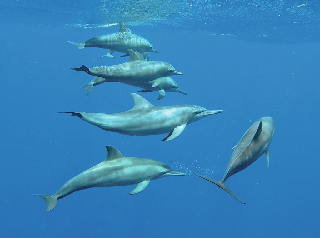 Diving into Discovery: Life as an Our World-Underwater Scholarship Society Scholar 8 Pod of dolphins