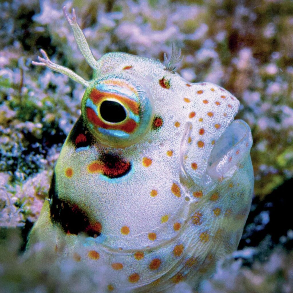 Blink And You Will Miss It: Ultimate Great Barrier Reef Macro Photography Guide 11 Red spotted blenny perched on coral, displaying vibrant red spots – Great Barrier Reef macro photography