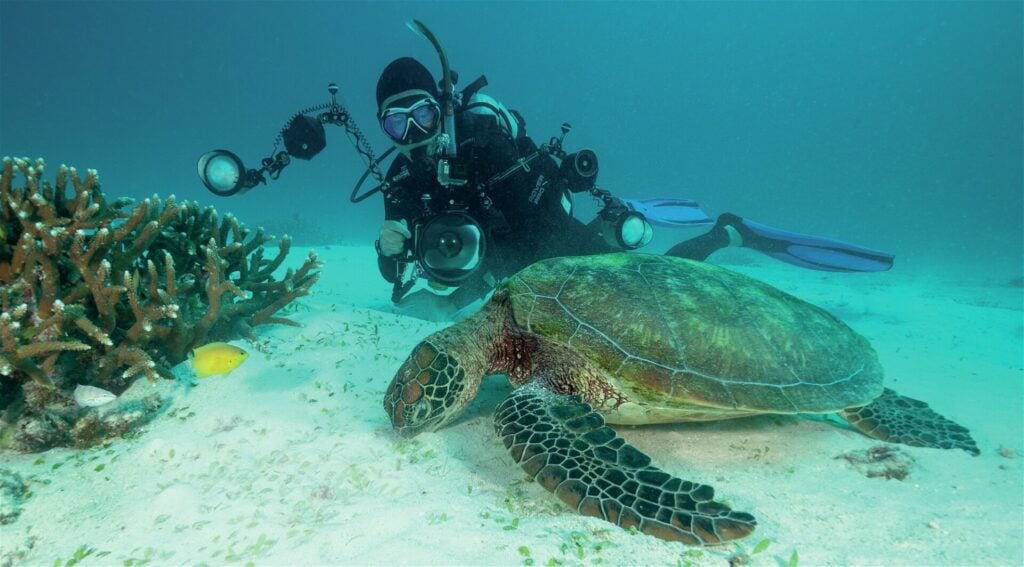 Sea turtle swimming near diver photographing marine life at Lady Elliot Island