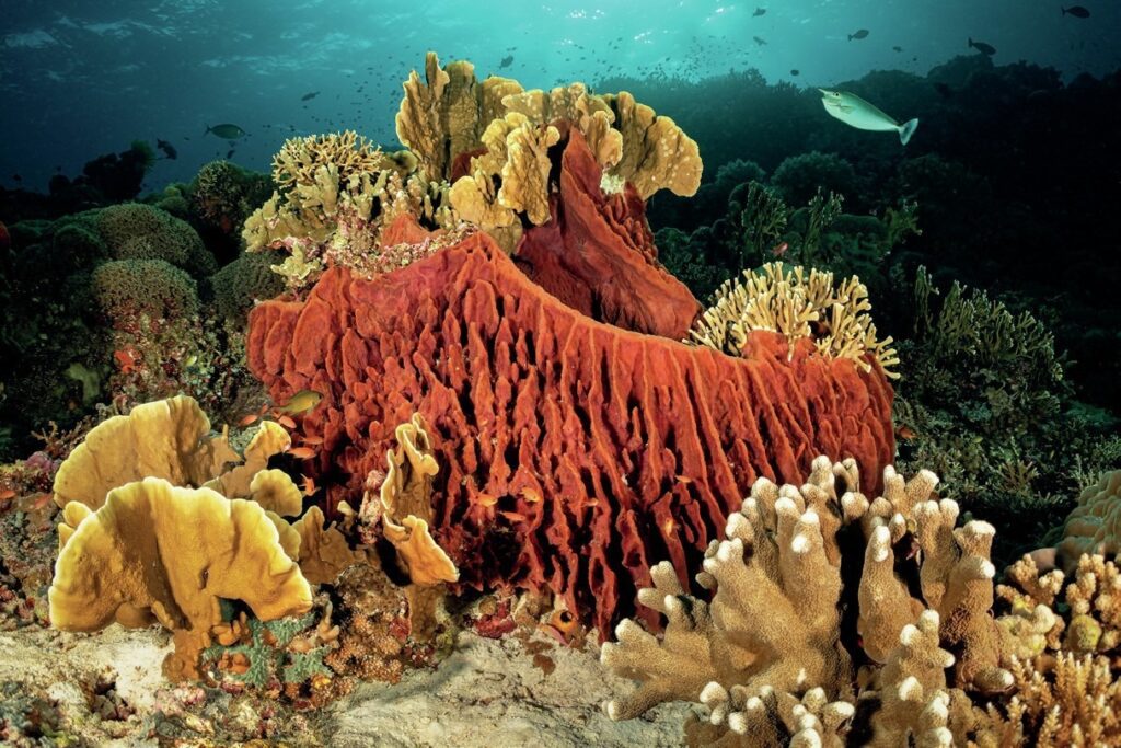 Diving with Don Silcock: Underwater Photography, Travel, and Adventures 2 Scenic reef in Tubbataha