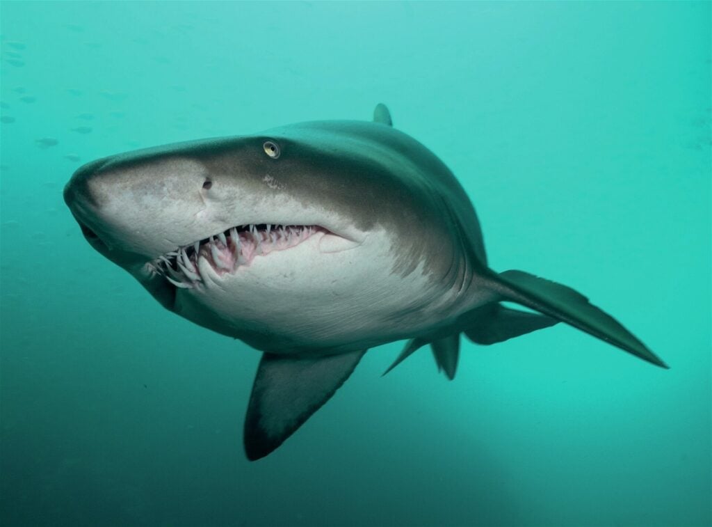 Shark