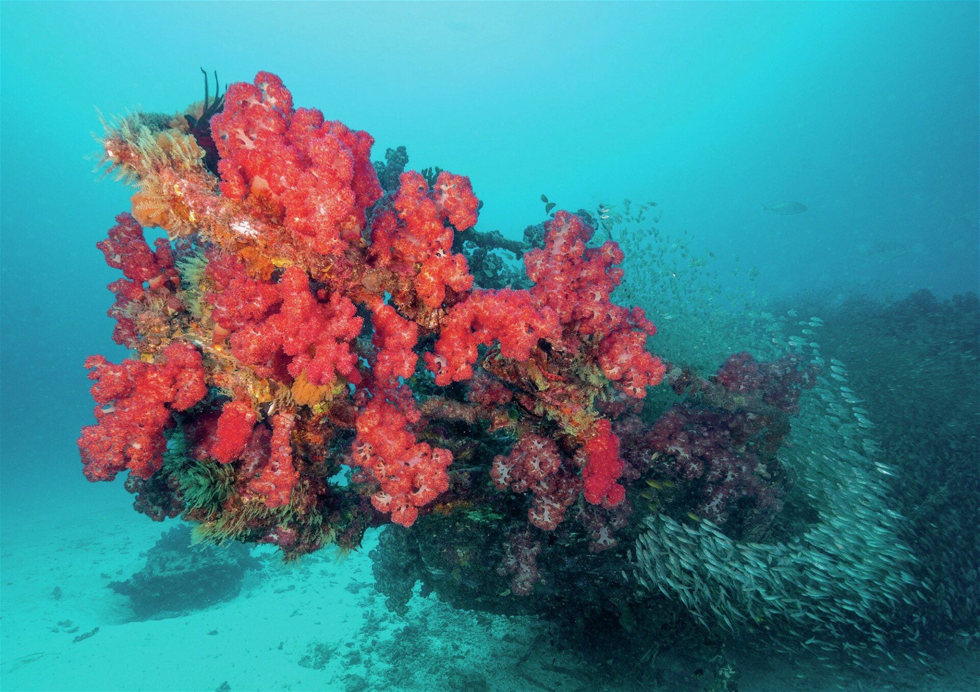 Soft corals growing on the Severence wreck dive site at Lady Elliot Island