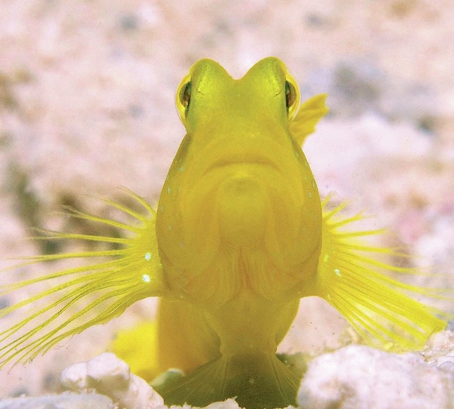 Blink And You Will Miss It: Ultimate Great Barrier Reef Macro Photography Guide 3 Nocturnal or crepuscular marine creatures active at night on a coral reef, captured in low light conditions
