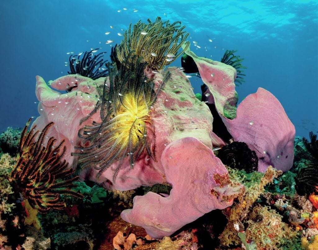 Sponges and Crinoids

