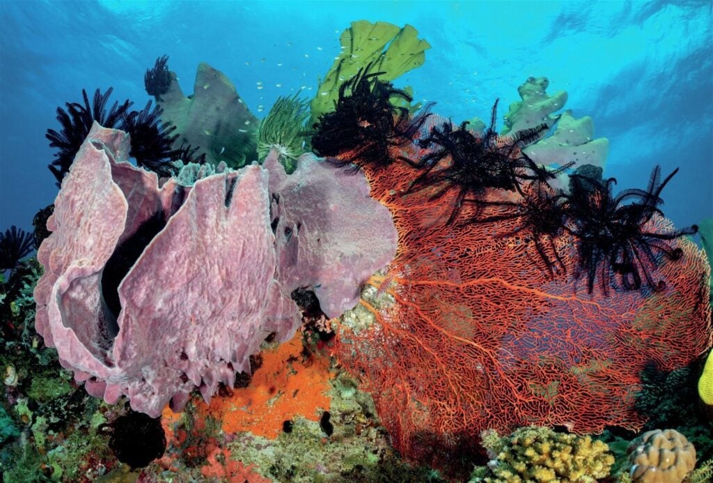 Stunning Elsie’s Reef in Milne Bay

