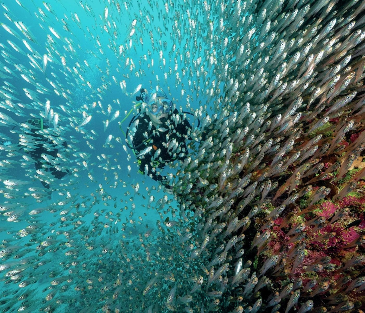 Abundant marine life swimming in the protected waters around Lady Elliot Island