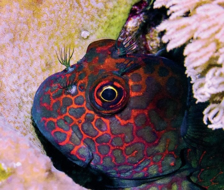 Blink And You Will Miss It: Ultimate Great Barrier Reef Macro Photography Guide 2 Small, shy reef fish partially hidden among coral and seagrass, illustrating the challenge of capturing a good macro shot