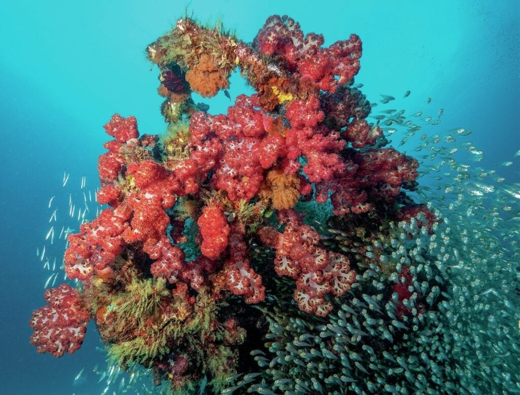 Vibrant soft corals and reef fish at Lady Elliot Island Great Barrier Reef
