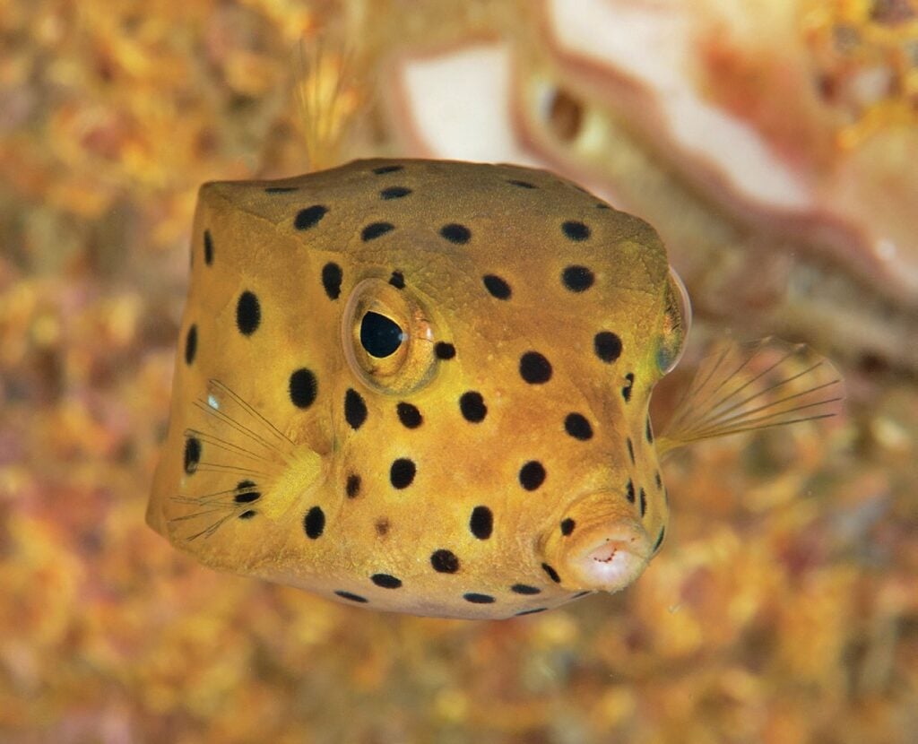 Yellow boxfish
