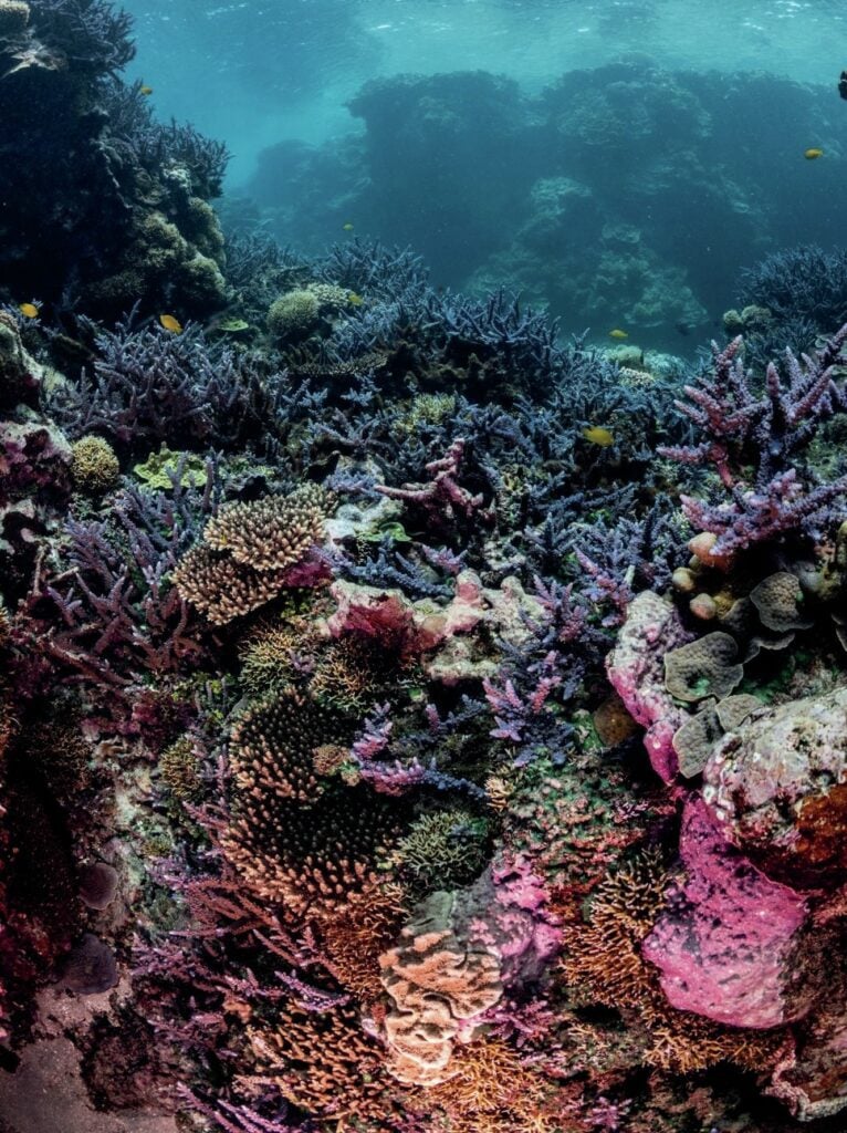 coral reef 