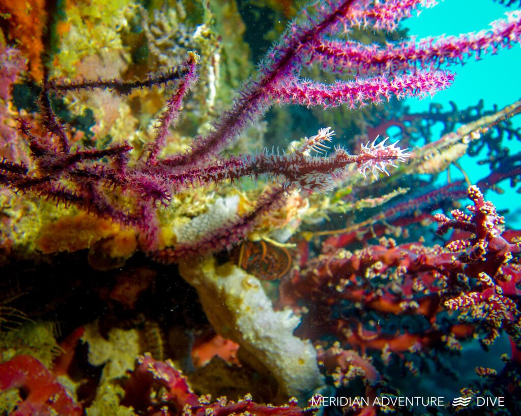 Dive All Year Round in Raja Ampat 2 All year around 1 1