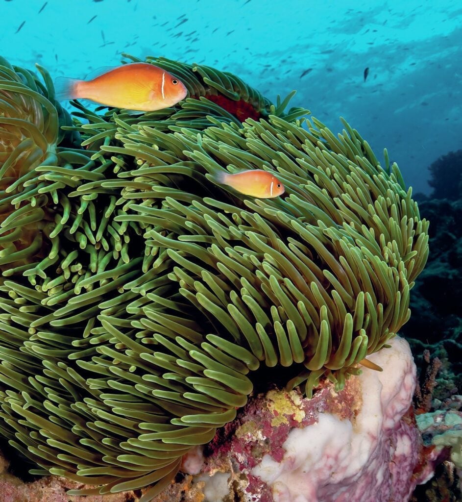 Diving New Britain's Fathers Reefs 14 Anemone and resident anemonefish