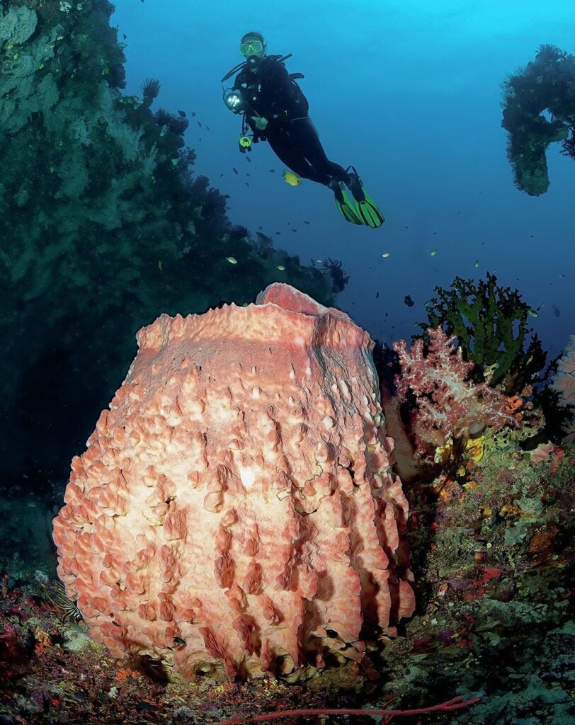 Diving New Britain's Fathers Reefs 9 Barrel sponge